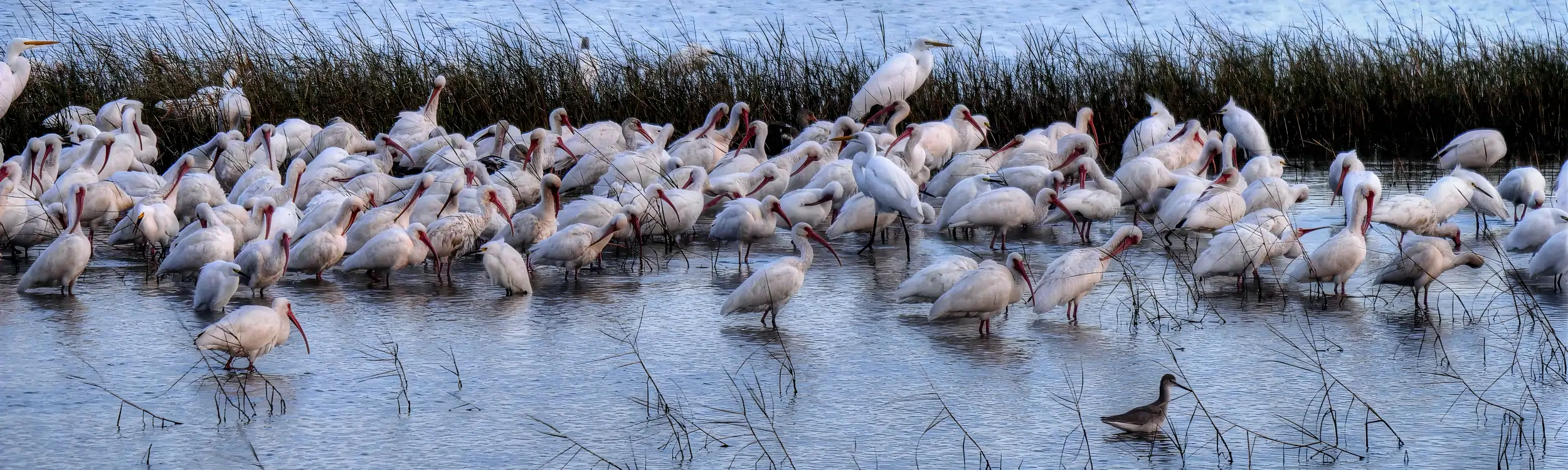 Birding This Website is for the birds